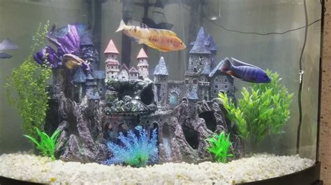 1 Of 2 Castle Aquariums Stay Tuned For The 2nd Youtube
