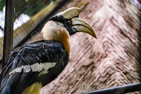 Background Foto Burung Rangkong Alam Peta Fotografi Hewan Langka Dengan