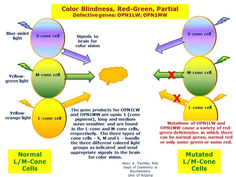 Color Blindness Red Green Partial Hereditary Ocular Diseases