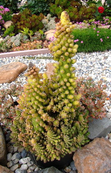 Silakan klik eve's needle cactus grower of the month august 2020, opuntia subulata, fast growing rewarding plant! PlantFiles Pictures: Austrocylindropuntia Species, Eve's ...