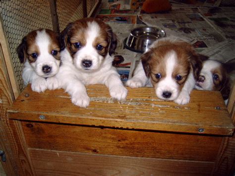 Kooikerhondje Info Temperament Care Training Puppies Pictures