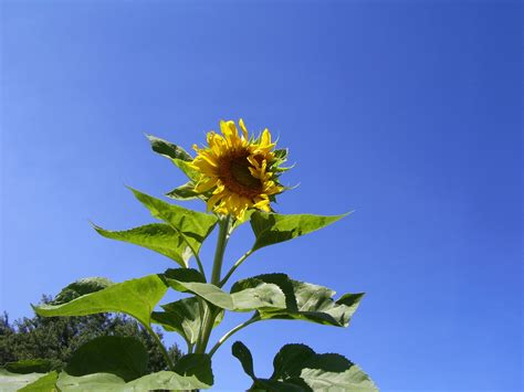 Sunflower Free Stock Photo Public Domain Pictures