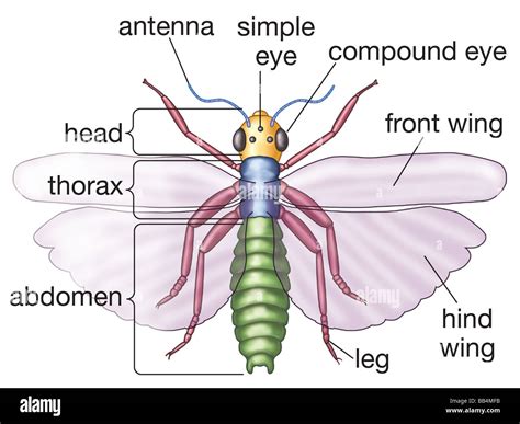 Simplified Illustration Of A Generalized Insect Seen From Above With