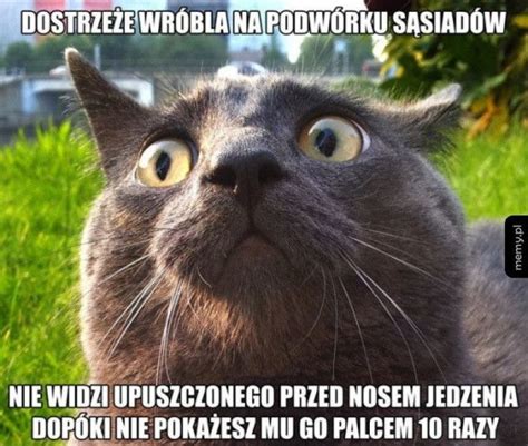 Typowy Kot Najlepsze Memy I Obrazki O Kotach Śmieszne Memy Z Kotami W Roli Głównej Kurier