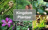 Kingdom Plantae (Plants): Definition, Characteristics, Classification ...