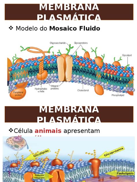 Citologia Membrana Plasmática Osmose Membrana Celular