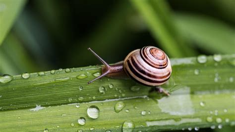 Snails Wallpapers Wallpaper Cave