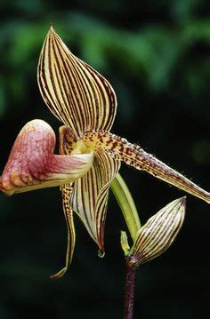 The gold of kinabalu orchid is another one of the most expensive flowers due to its very distinct look! The most expensive Orchid in the world - Gold of Kinabalu ...