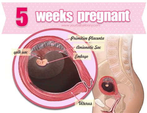 Perkembangan janin pada usia hamil 11 minggu perubahan pada ibu pada masa kehamilan 11 minggu Trimester Pertama: Tips Kehamilan Minggu 5 - Bidadari.My
