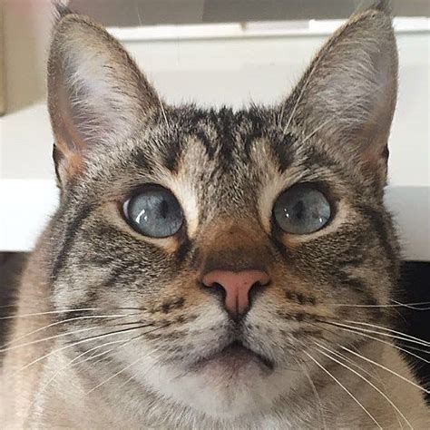 10 Cross Eyed Cutie Cats You Have To See Cross Eyed Cat Cats Cross Eyed