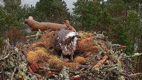 Nc0 Lays Her First Egg Of The Season At Loch Of The Lowes Wildlife Reserve Scottish Wildlife Trust