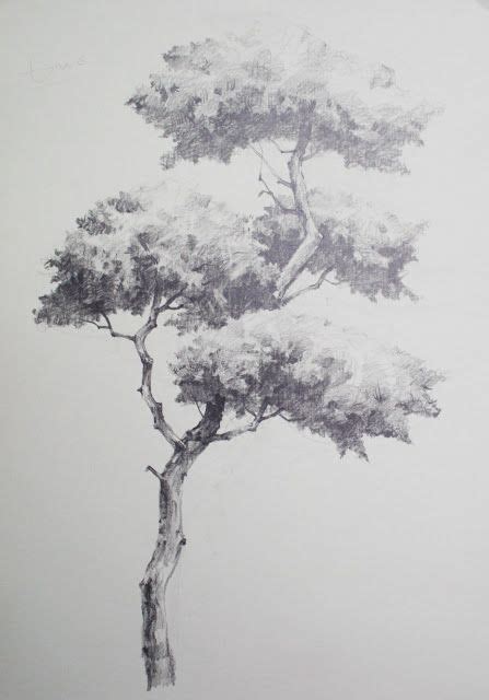 NAMIL ART: [drawing step by step] Drawing a Pine Tree - Basic Pencil drawing process ...
