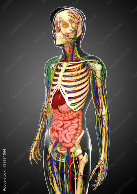 Lymphatic Skeletal Nervous And Circulatory System Of Male Anat Stock