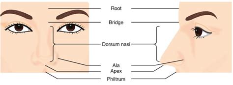 Nose Anatomy And Histology Of The Human Nose Medical Library