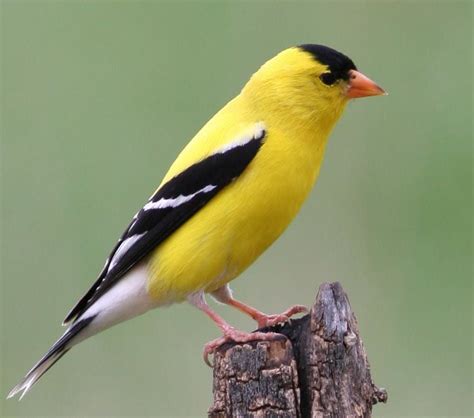 Goldfinches At Their Brightest In Summer Outdoors