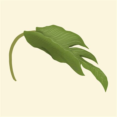 Hand Drawn Plant Leaf Isolated Download Free Vectors Clipart