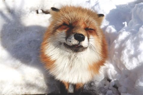 I Visited The Fox Village In Japan The Fluffiest Place On Earth