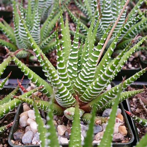 Haworthia Fasciata Zebra Plant Planet Desert