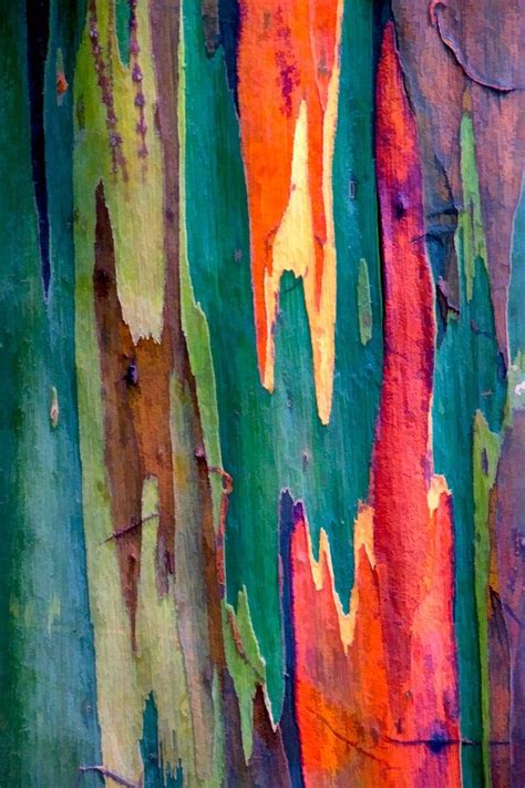 Rainbow Eucalyptus Trees The Phenomenon Is Caused By Patches Of Bark