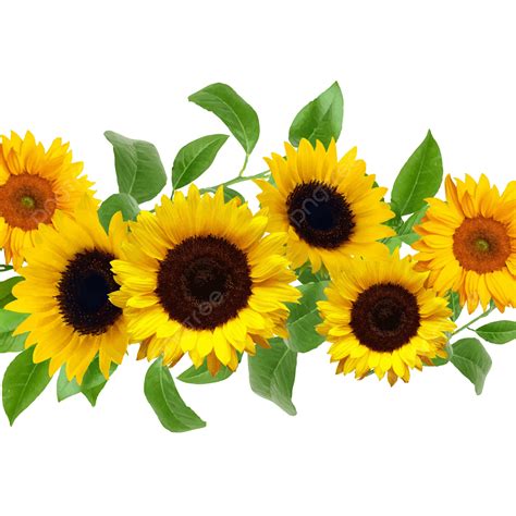 Sunflower Flower Design Sunflower Border Sunflower Flowers Png And