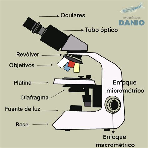 Trascender Cubo Practicar Senderismo Partes Del Microscopio Optico