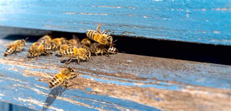 Life Of Worker Bees The Bees Bring Honey Stock Photo Image Of