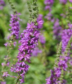 The following is a guide to the prairie plant species that can be found in the restored uhler prairie of the linnaeus arboretum. Purple flower names, Flower names and Purple flowers on ...