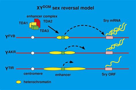 Model For The Molecular Basis Of Xy Dom Sex Reversal A Repressive Download Scientific Diagram
