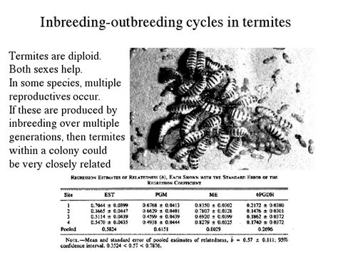 Inbreeding Outbreeding Cycles In Termites