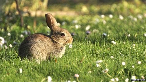 What Is The Law On Killing Rabbits In Your Garden Bbc News