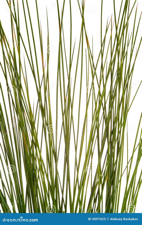 Green Grass Straw Stock Image Image Of Twig Wall Bright 4097625