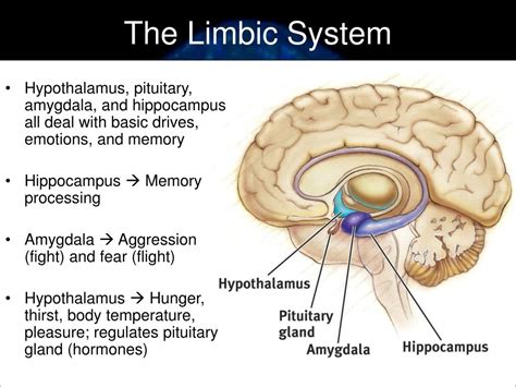 Limbic System Thalamus Hypothalamus Hippocampus Amygdala Urdu My Xxx