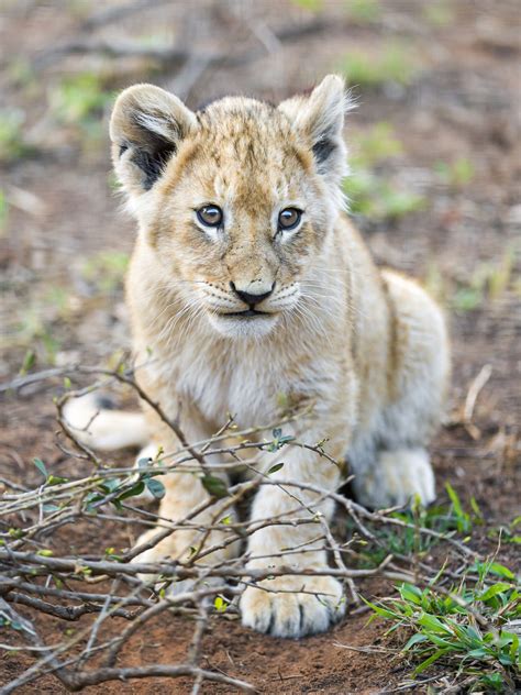25 Most Beautiful Photos Of Cute Baby Lion To You Will Better Feel
