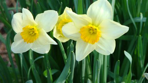Shenandoahs Easter Daffodils Daffodils Mosaic Flowers Daffodil Flower