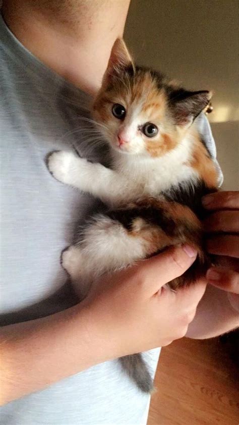 20 Cute Calico Kittens That Will Bring Your Dead Heart Back To Life