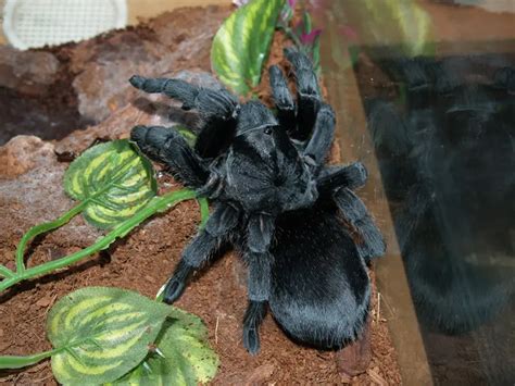Brazilian Black Tarantula Care Guide And Species Profile Everything