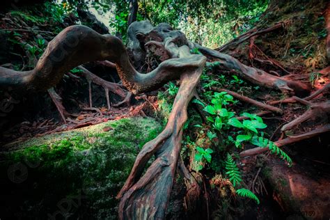 Surreal Magic Of Wild Forest In Details Inclined Tree Roots Stock