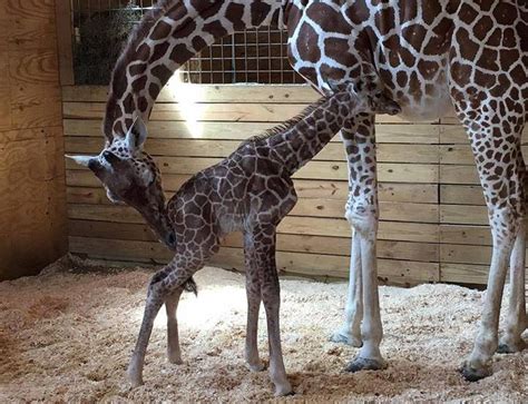 April The Giraffe Gives Birth Finally Bbc News