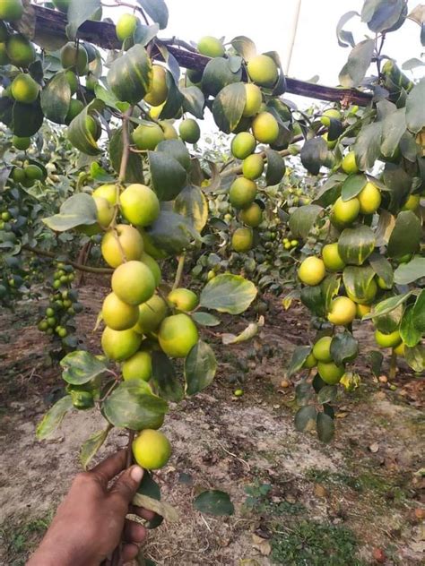 Well Watered Green Apple Ber Fruit Plant For Fruits At Rs 18piece In Habra