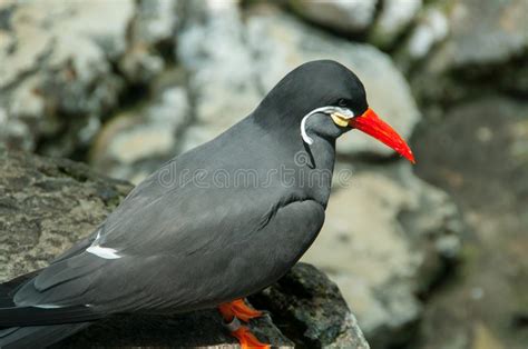 Beautiful Black Bird With Red Beak Stock Image Image Of Cute Water