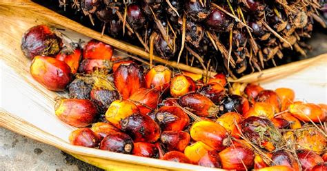 Sdp is biggest company and at his own league. USA: Sime Darby palm oil imports banned following AP ...