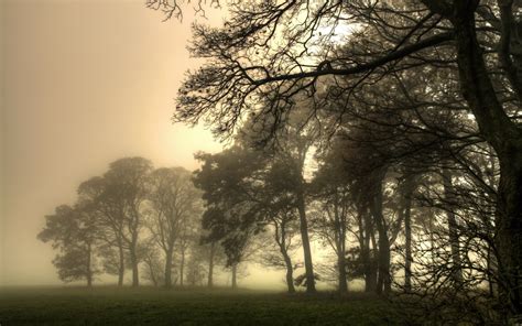 Silhouette Of Trees With Fogs Hd Wallpaper Wallpaper Flare