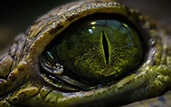 snake eye | Reptile eye, Crocodile eyes, Eyes wallpaper