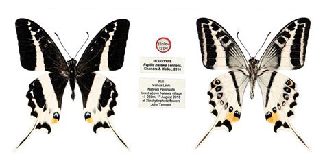 Beautiful New Species Of Swallowtail Butterfly Discovered On Fiji