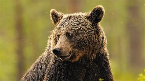 Wallpaper Face Wildlife Whiskers Grizzly Bear Brown Bear