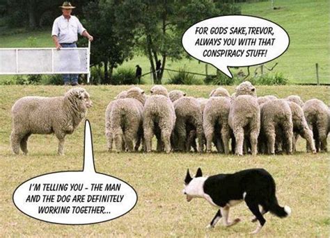 A Little Farm Humor Sheep Herding Funny Animals Conspiracy Infj