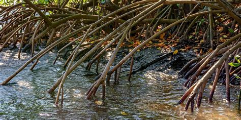 sungei buloh wetland reserve by click magazine