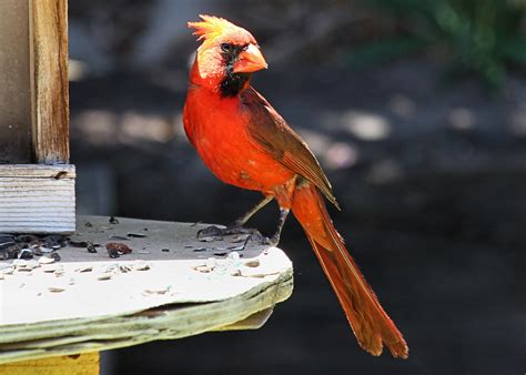 Northern Cardinal Cardinalis Cardinalis Tucson Az David Aber Flickr