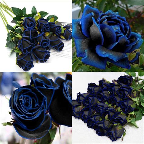 10 Seedsbag Midnight Blue Rose Flower Seeds Rare Garden Plant Ebay