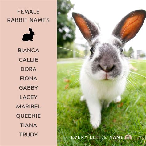 230 Best Rabbit Names For Your Pet Bunny Every Little Name